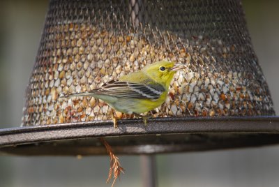 DSC_0532.JPG