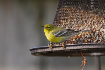 DSC_0536.JPG