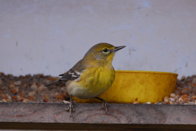 DSC_0750.JPG