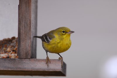 DSC_0784.JPG