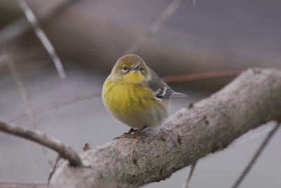 DSC_0807.JPG