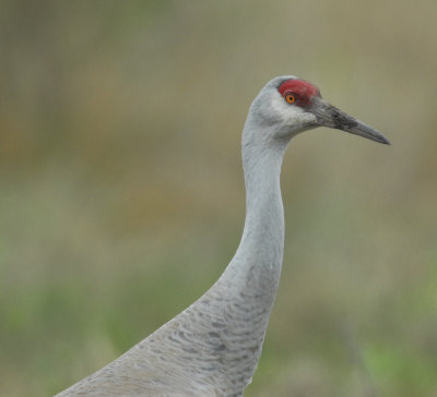 JF-2112007-0221crop.jpg