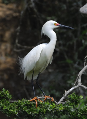 Anahauc-0275crop.jpg