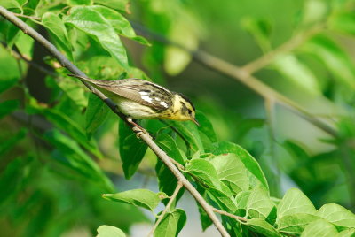Townsend's Warbler