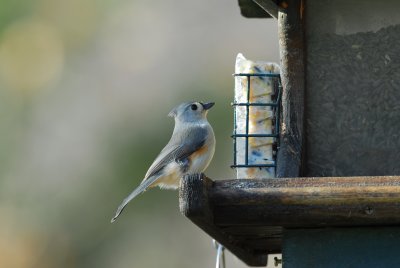 DSC_0056.JPG