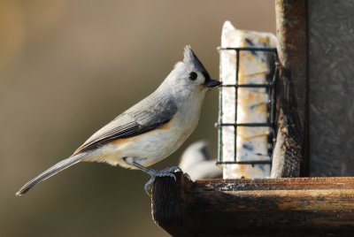 DSC_0089.JPG