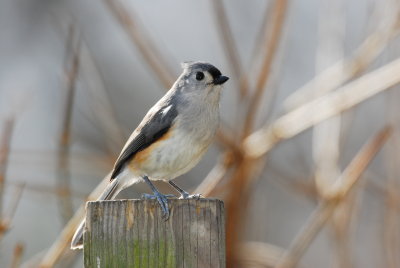 DSC_0157.JPG