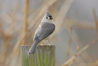 DSC_0379.JPG