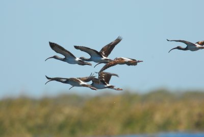 DSC_0932.JPG