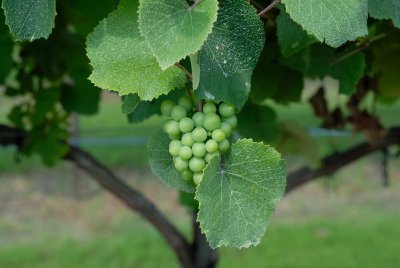 Pleasant Hill Winery