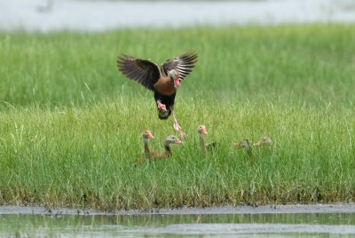 Brazoria NWR 7-29-07 0012.jpg