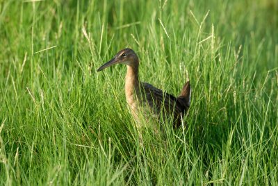 San Bernard NWR 7-29-07 0010.jpg