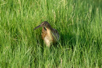 San Bernard NWR 7-29-07 0013.jpg
