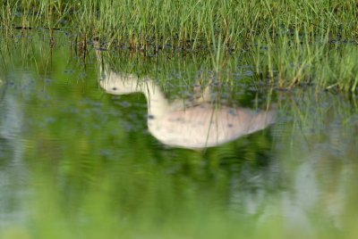 San Bernard NWR 7-29-07 0019.jpg