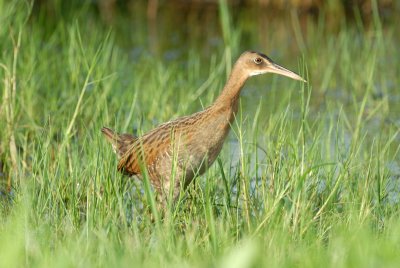 San Bernard NWR 7-29-07 0037.jpg