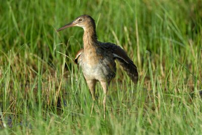 San Bernard NWR 7-29-07 0044.jpg