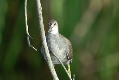 San Bernard NWR 7-29-07 0066.jpg