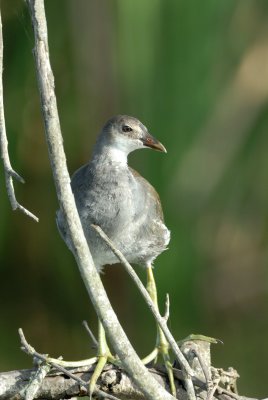 San Bernard NWR 7-29-07 0067.jpg