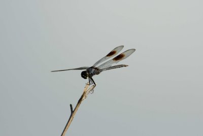 San Bernard NWR 7-29-07 0068.jpg
