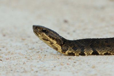 Brazoria NWR 9-23-07 0064.jpg