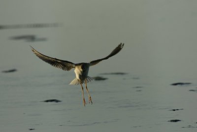 Brazoria NWR 8-26-07 0158.jpg