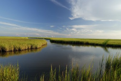 Brazoria NWR 8-26-07 0166.jpg