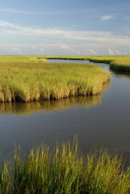 Brazoria NWR 8-26-07 0169.jpg