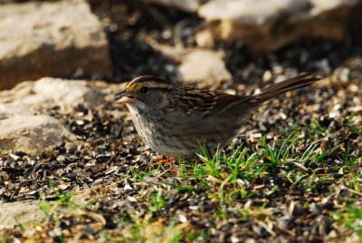 DSC_0105.JPG