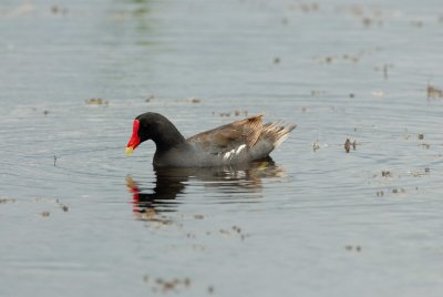 San Bernard NWR 9-3-07 0036.jpg