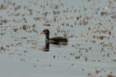 San Bernard NWR 9-3-07 0037.jpg