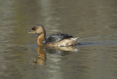 DSC_0866.JPG