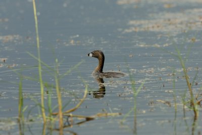 San Bernard NWR 9-3-07 0026.jpg