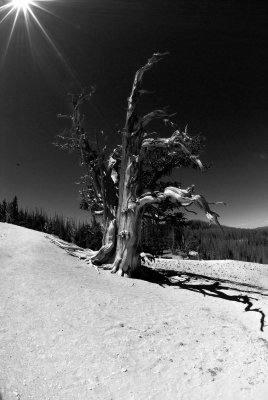 Cedar Breaks NM0111_4_BW.jpg