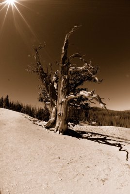 Cedar Breaks NM0111_4_Sepia.jpg