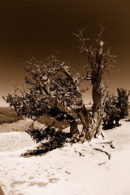 Cedar Breaks NM0113_5_Sepia.jpg