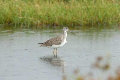 Brazoria NWR 10-8-07 0002.jpg