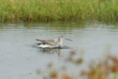 Brazoria NWR 10-8-07 0004.jpg