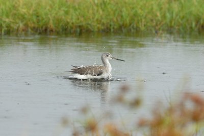 Brazoria NWR 10-8-07 0007.jpg