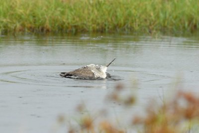 Brazoria NWR 10-8-07 0011.jpg