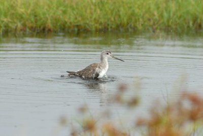 Brazoria NWR 10-8-07 0013.jpg