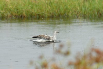 Brazoria NWR 10-8-07 0015.jpg