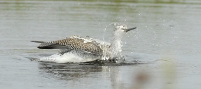 Brazoria NWR 10-8-07 0015crop.jpg