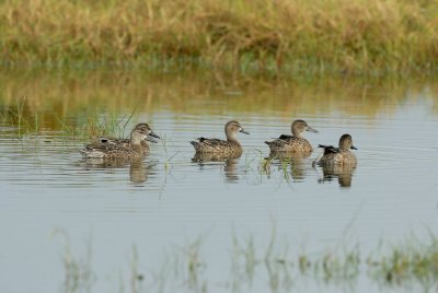Brazoria NWR 10-8-07 0018.jpg