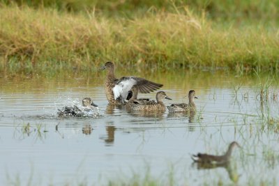 Brazoria NWR 10-8-07 0019.jpg