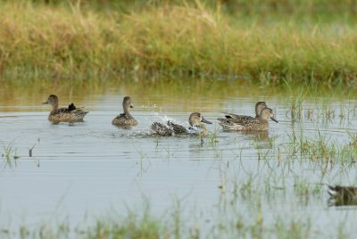 Brazoria NWR 10-8-07 0022.jpg