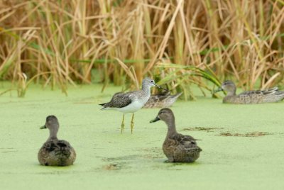 Brazoria NWR 10-8-07 0028.jpg