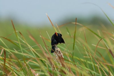 Brazoria NWR 10-8-07 0032.jpg