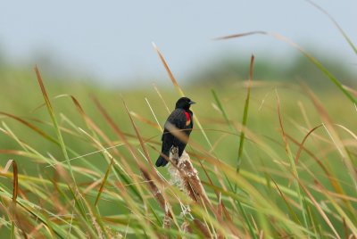 Brazoria NWR 10-8-07 0042.jpg