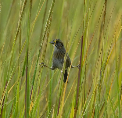 Brazoria NWR 10-8-07 0045crop.jpg