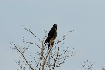 Brazoria NWR 10-8-07 0078.jpg